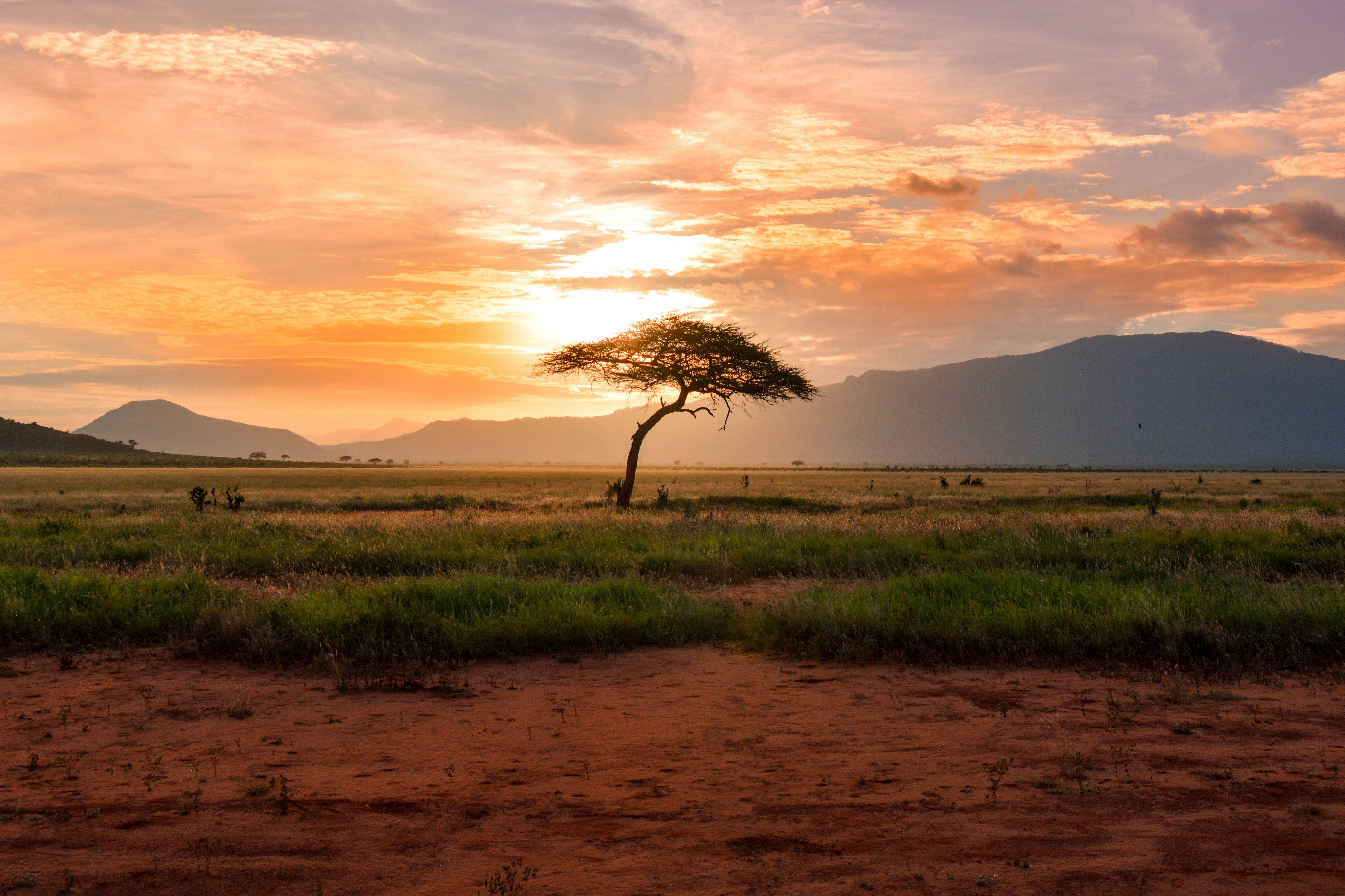 Acacia tree at sunset over the East African savanna